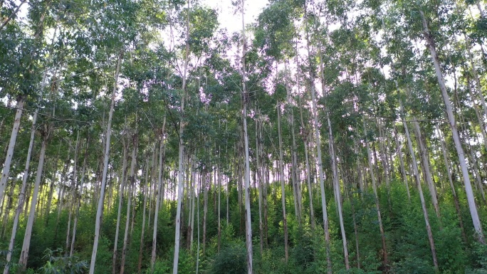 风吹树林摇摆曳森林快速林人工种植林小树林