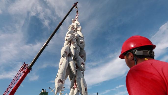 金枪鱼冻鱼船风景