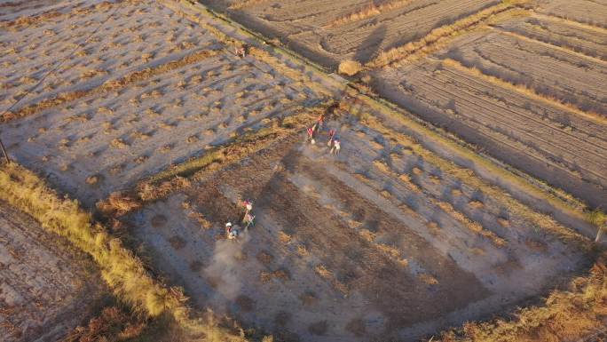 航拍农民在乡间田里收集波斯菊种子