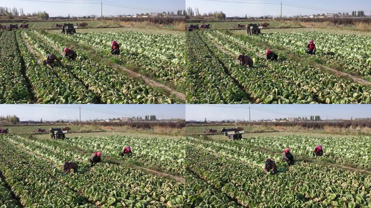农民在乡间田里采收大白菜