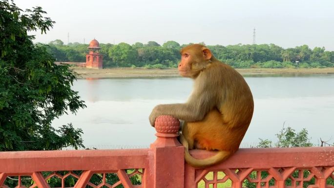 人口第一大国印度，恒河边的猴子们