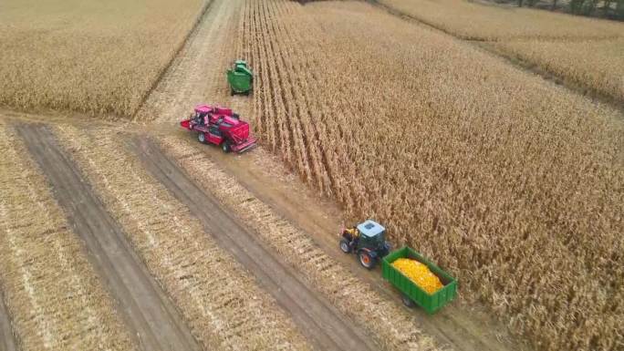玉米收割运粮车农村农业2