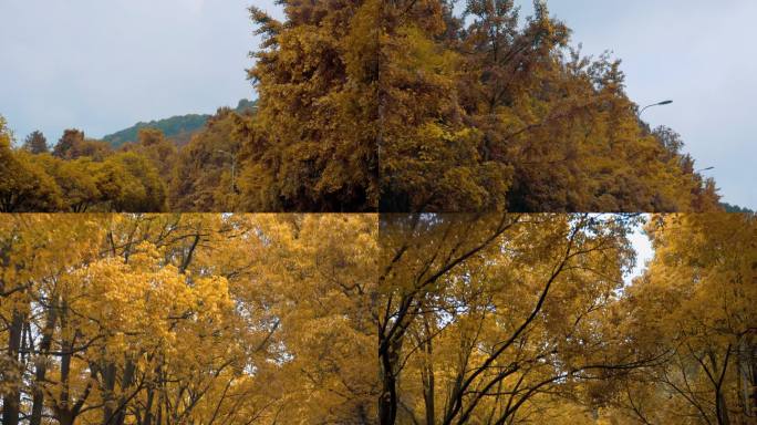 秋天黄叶开车沿途旅游风景