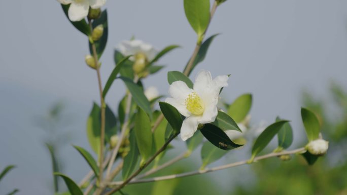 油茶花 茶花 山茶花 山茶树