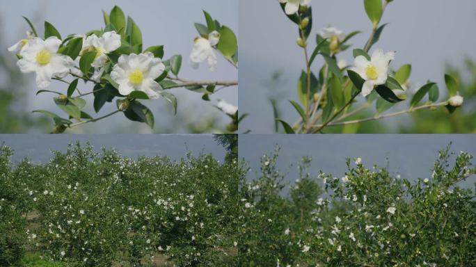 油茶花 茶花 山茶花 山茶树