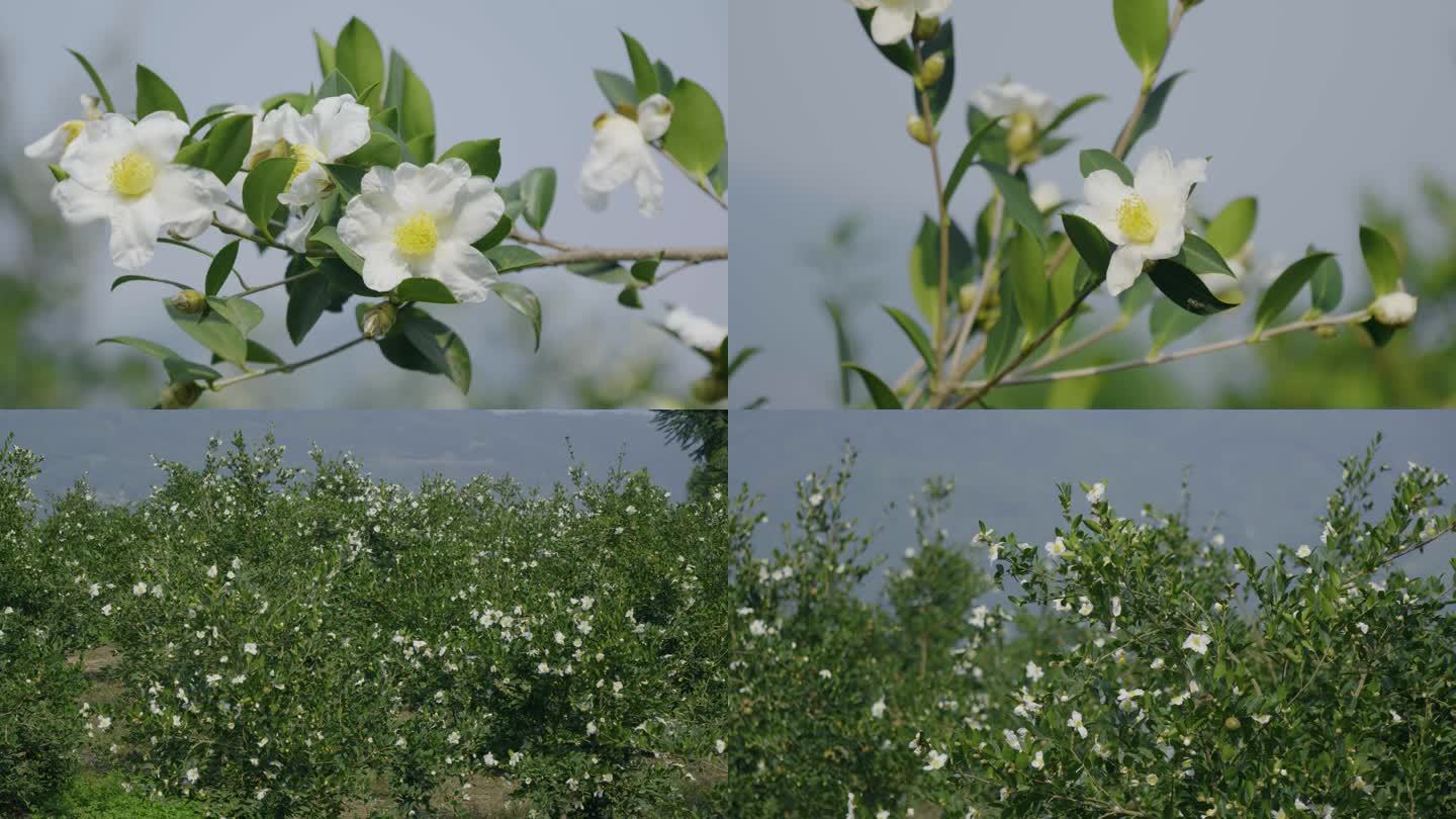 油茶花 茶花 山茶花 山茶树