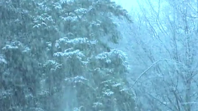 雪景大雪纷飞