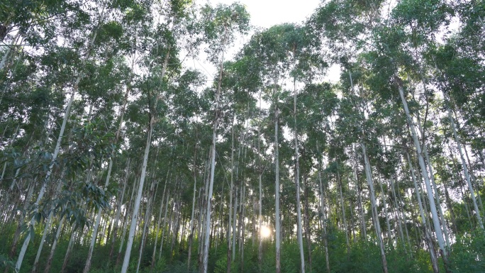 风吹树林摇摆曳森林快速林人工种植林小树林