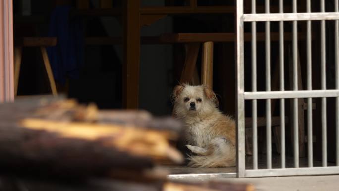 农村中华田园犬守护守望着农村家庭