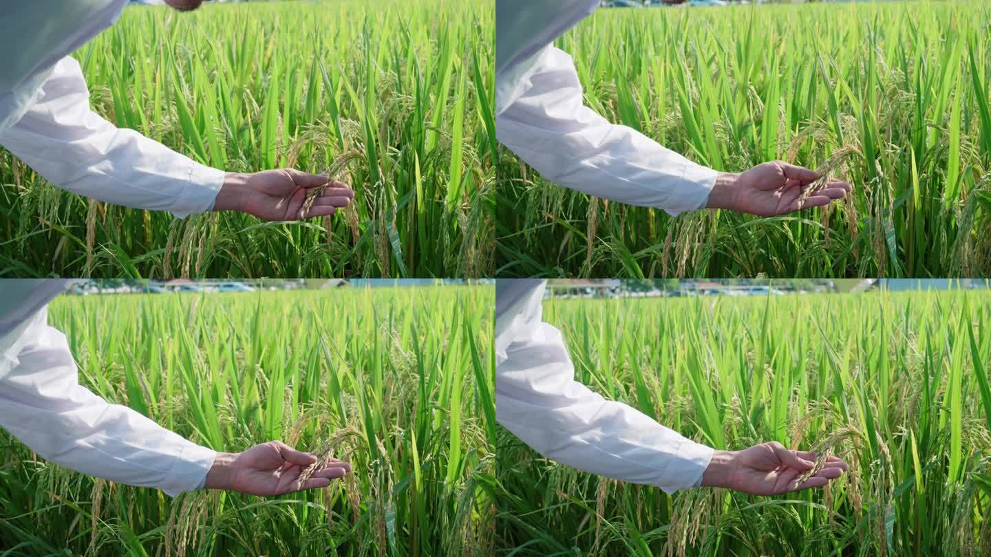 农业水稻