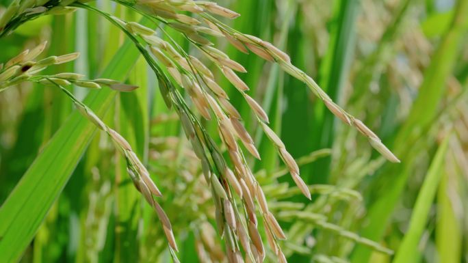 水稻小米