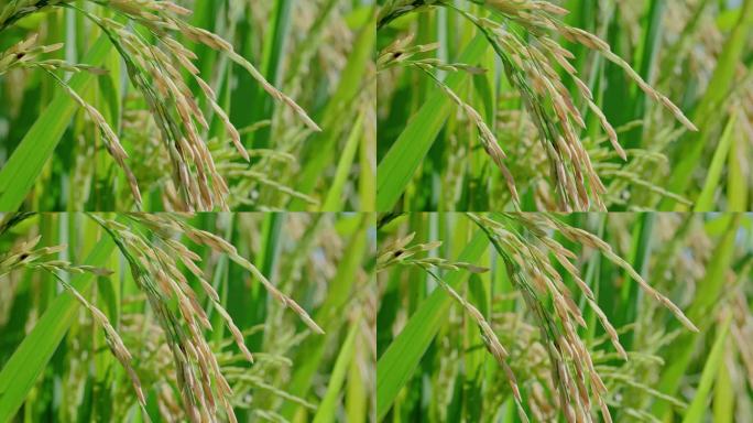 水稻小米