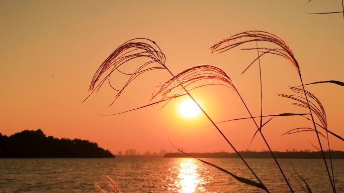 金色夕阳下湖面茅草飞舞