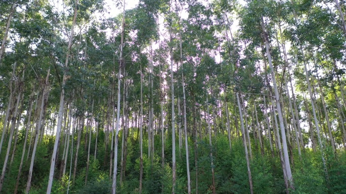 风吹树林摇摆曳森林快速林人工种植林小树林