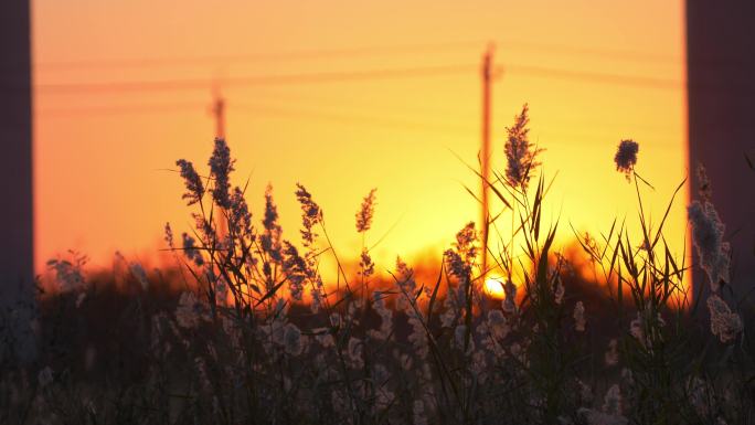 唯美夕阳晚霞日落日下的芦苇特写