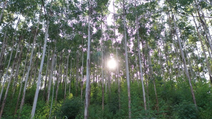 风吹树林光影阳光树叶森林树丛枝干枝叶丛林