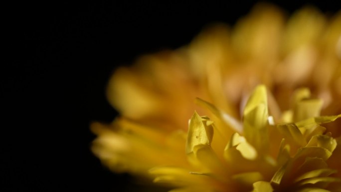 小雏菊干花脱水鲜花黄色干花