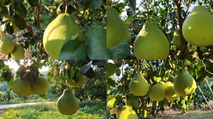 长在树上的沙田柚 柚果特写拍摄 绿色柚树