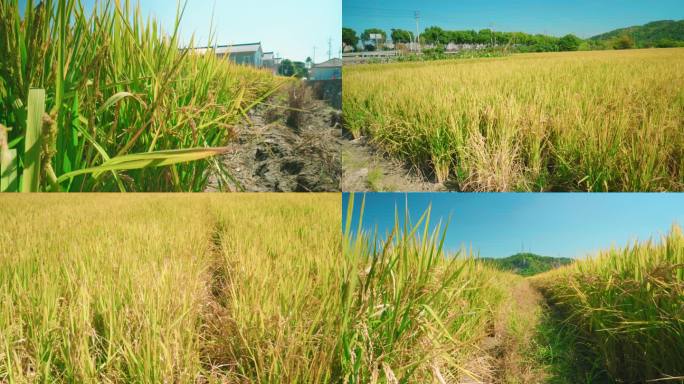 风吹麦浪一片成熟水稻田