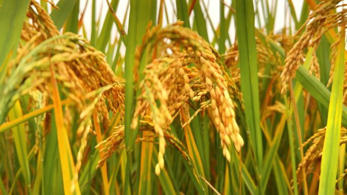 近拍成熟的水稻在微风中飘到