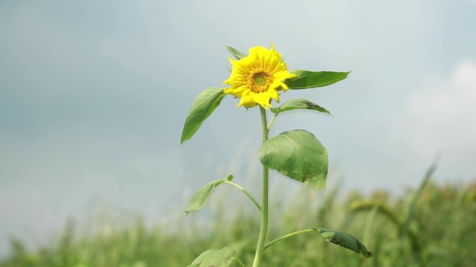 小草 小花 过度 转场