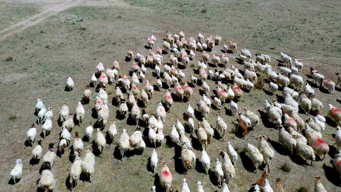 青海草原上羊群奔跑