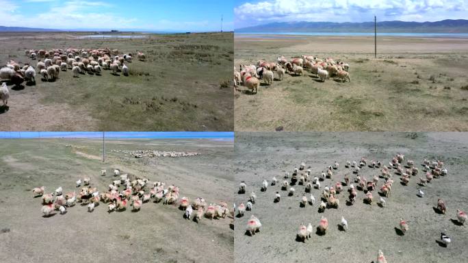 青海草原上羊群奔跑