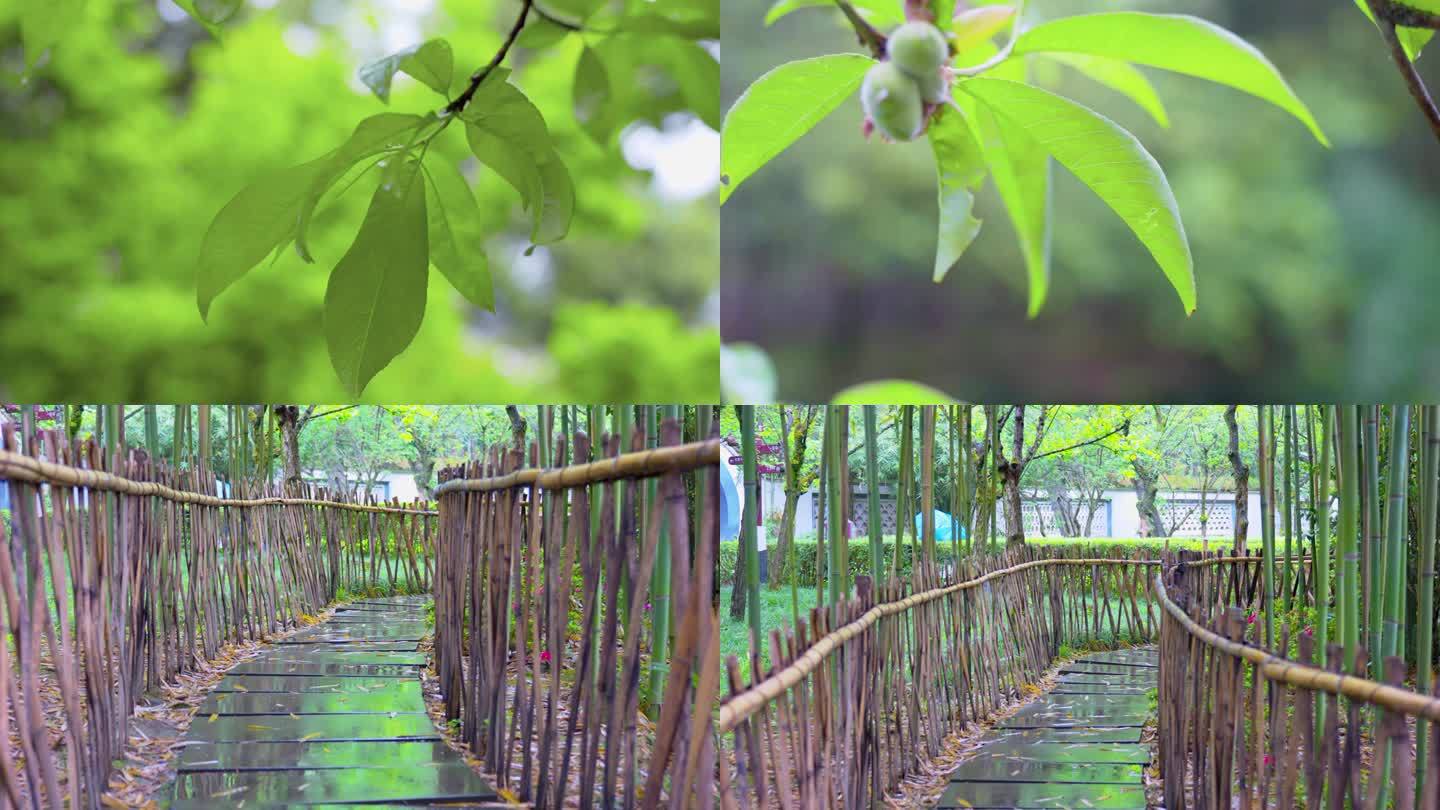 雨天池塘竹林小路