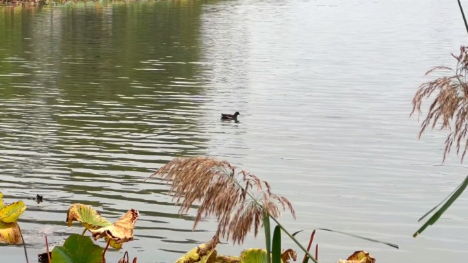 秋天湖里的黑水鸡
