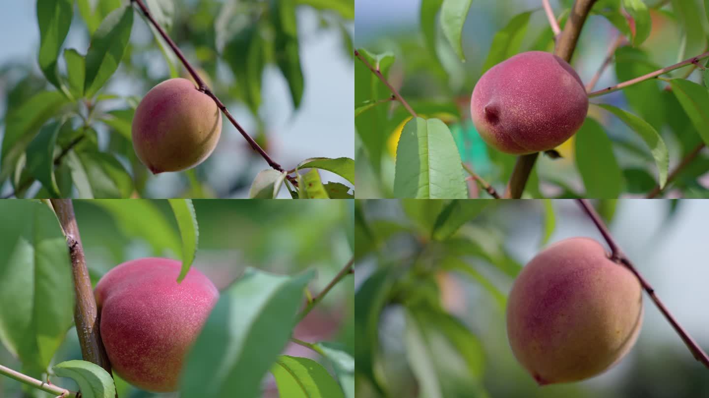 桃子成熟的季节桃子特写
