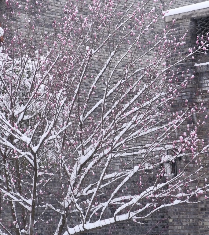 两段高清4K竖版下雪时古城古建筑前的梅花