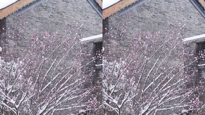 两段高清4K竖版下雪时古城古建筑前的梅花