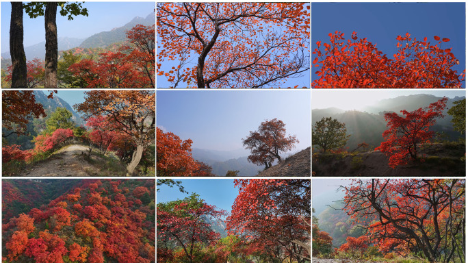 秋天红叶霜降黄栌树
