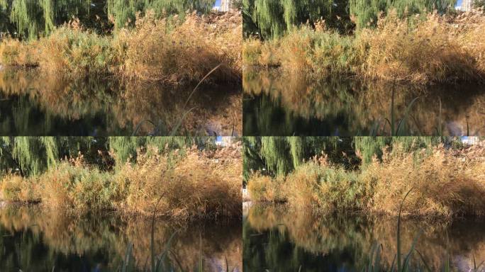 池塘 河水 芦苇丛 美景