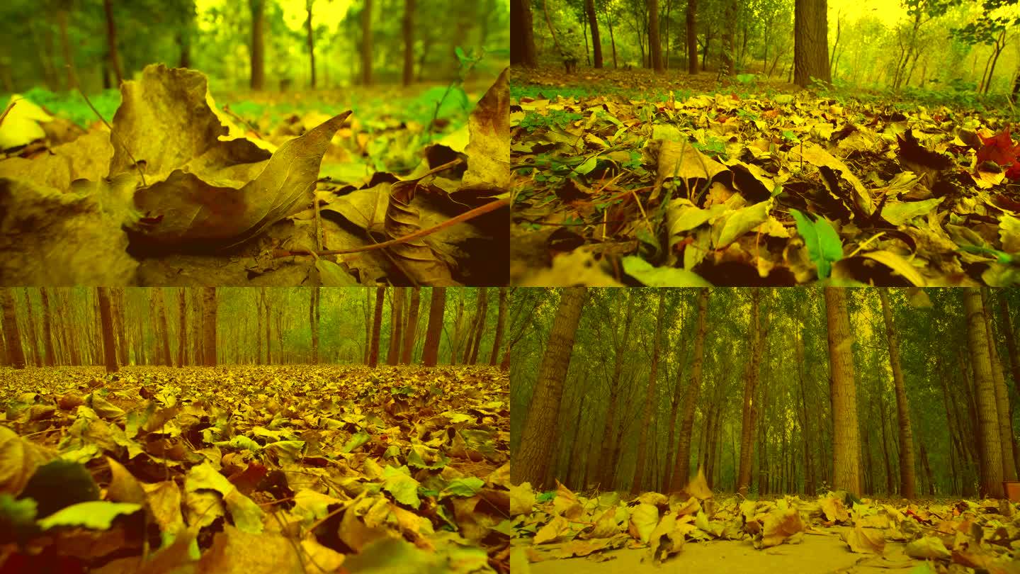 落叶 秋天的树 枯叶