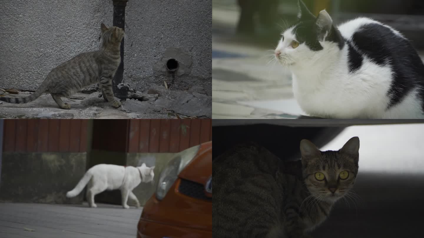 猫流浪猫小区里的流浪猫小动物城市街头猫咪