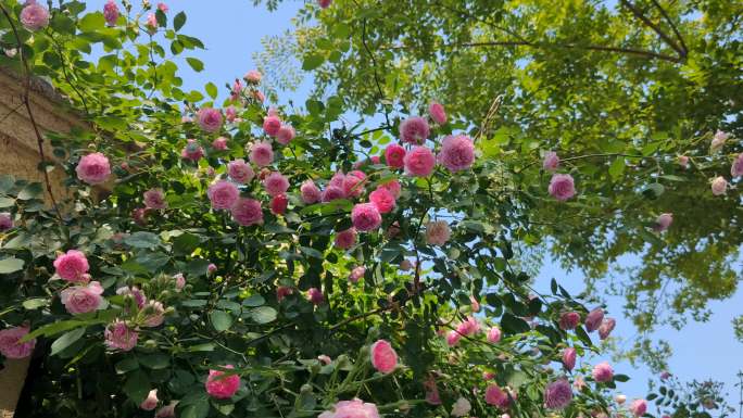 4K蔷薇花月季花七姊妹花实拍特写