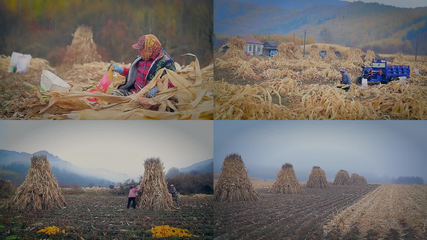 实拍东北农村秋季清晨收割玉米