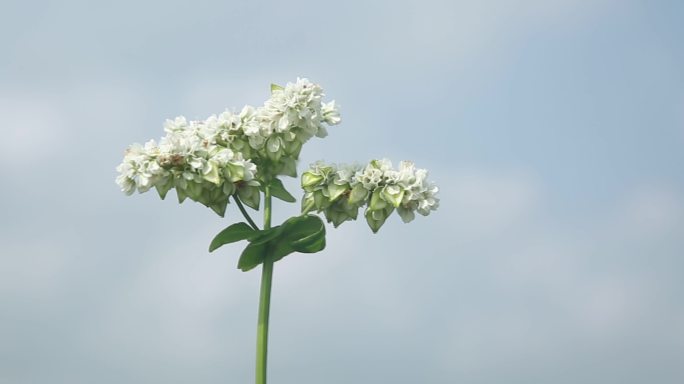 荞麦花 绿豆