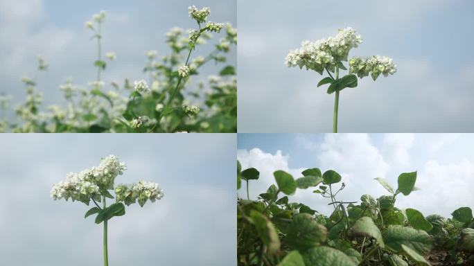 荞麦花 绿豆