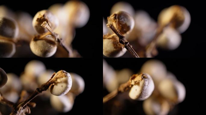 小白豆装饰种子植物标本