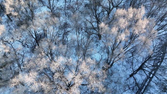 冰雪 森林 雾凇 下雪 树挂