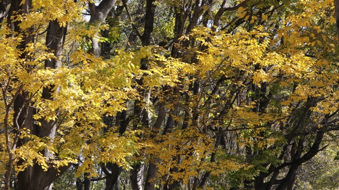 秋天里一大片金黄色树叶