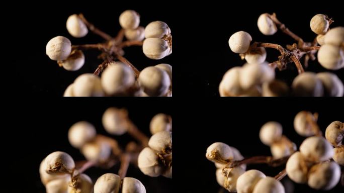 小白豆装饰种子植物标本