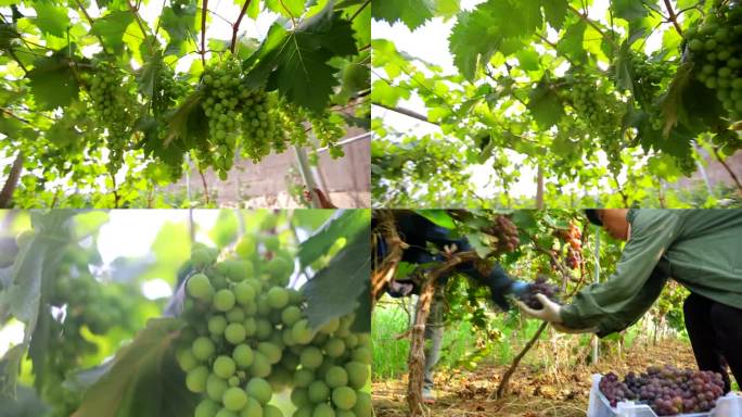 葡萄种植基地 葡萄种植