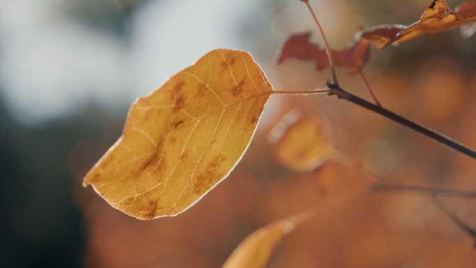 【原创】实拍红叶香山