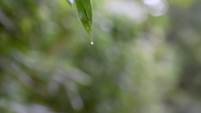 竹子竹林中国风雨天竹叶滴水唯美空镜