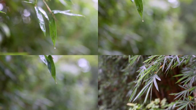 竹子竹林中国风雨天竹叶滴水唯美空镜