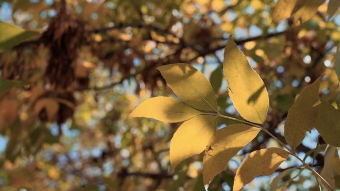 秋天随风摇曳的黄叶唯美空镜