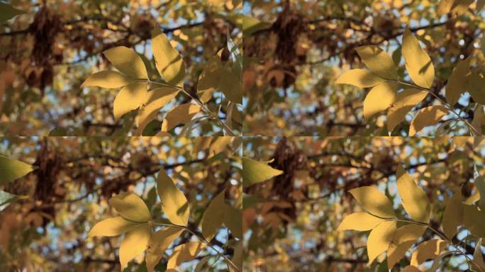 秋天随风摇曳的黄叶唯美空镜